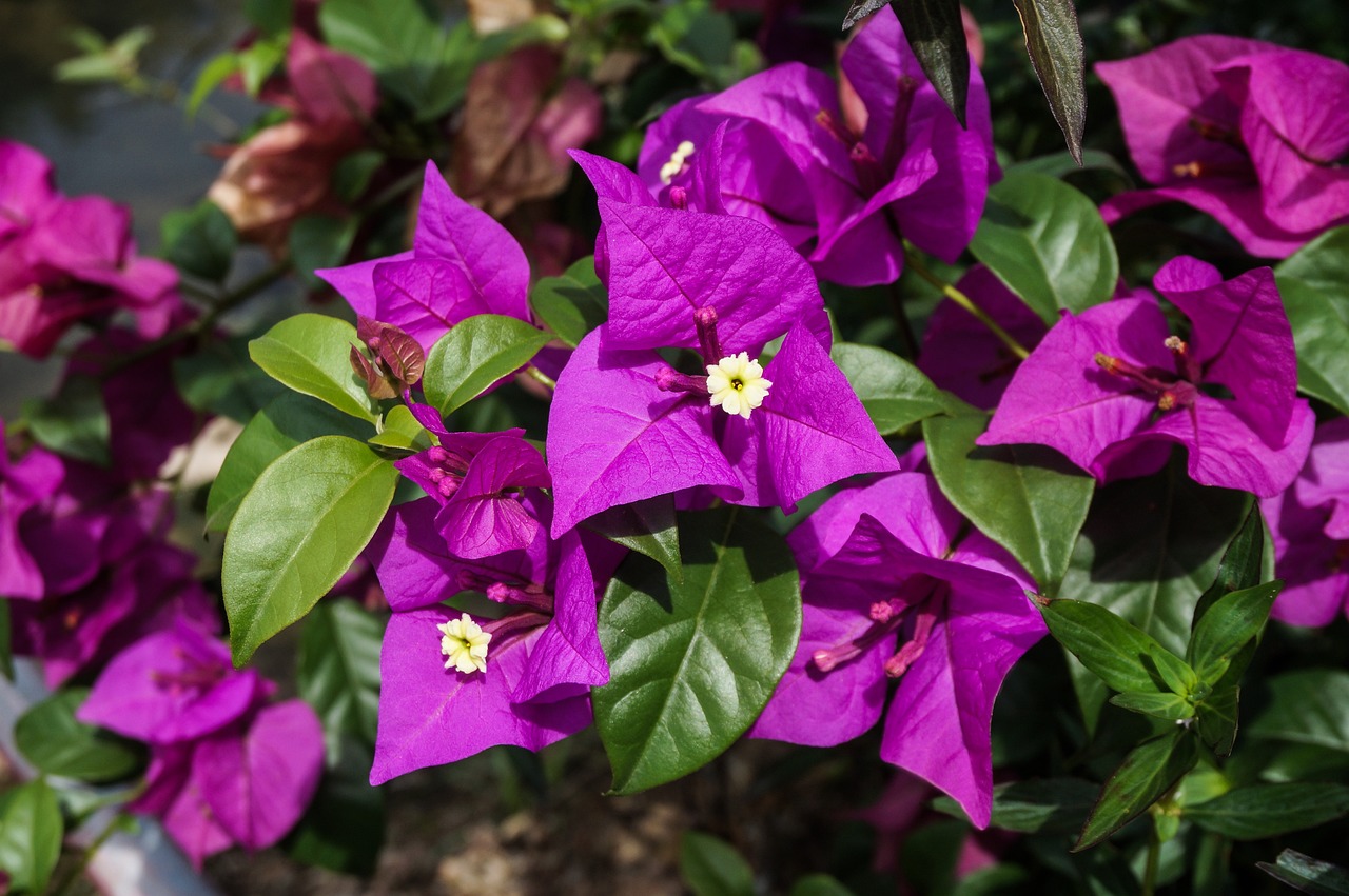 Best Plants for Gardeners in Hot Climates